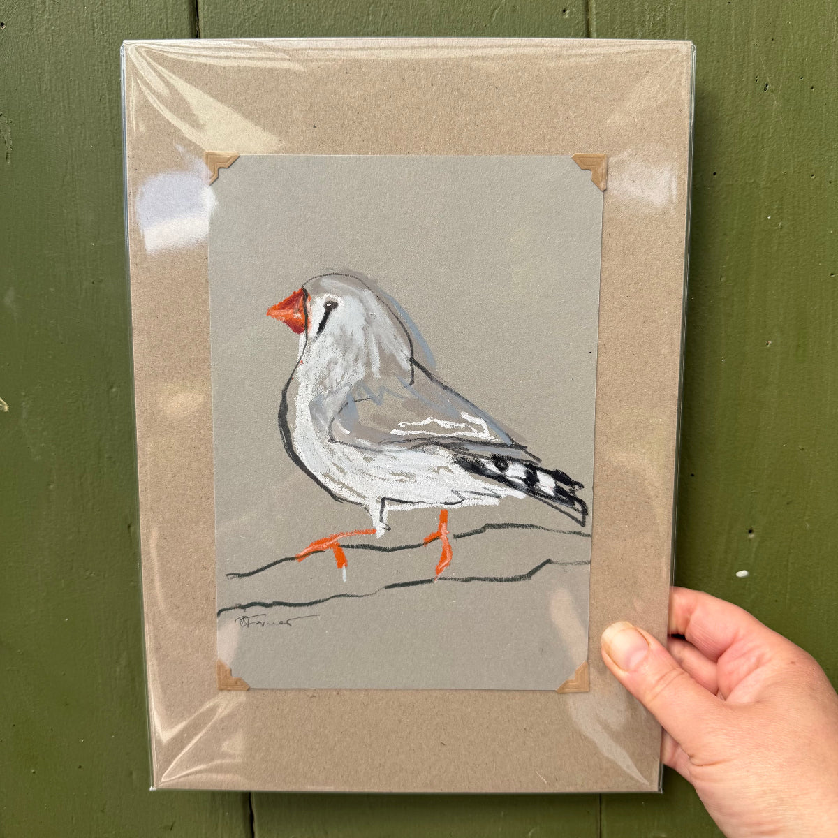 a female zebra finch drawn in oil pastel and graphite by Bridget Farmer