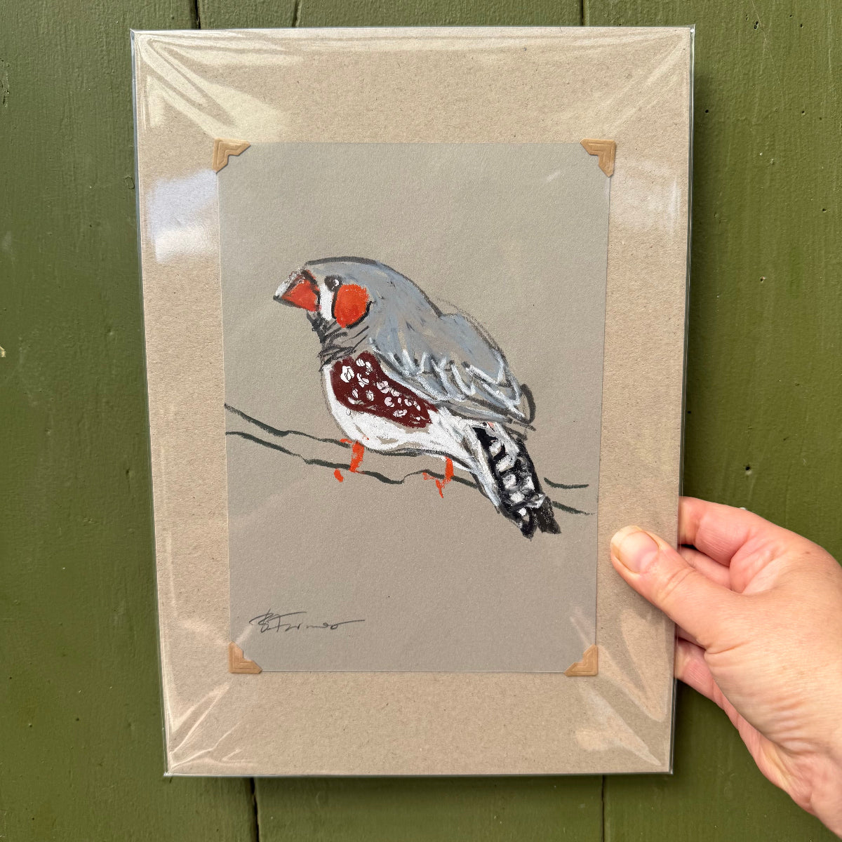 a male zebra finch drawn in oil pastel and graphite by Bridget Farmer