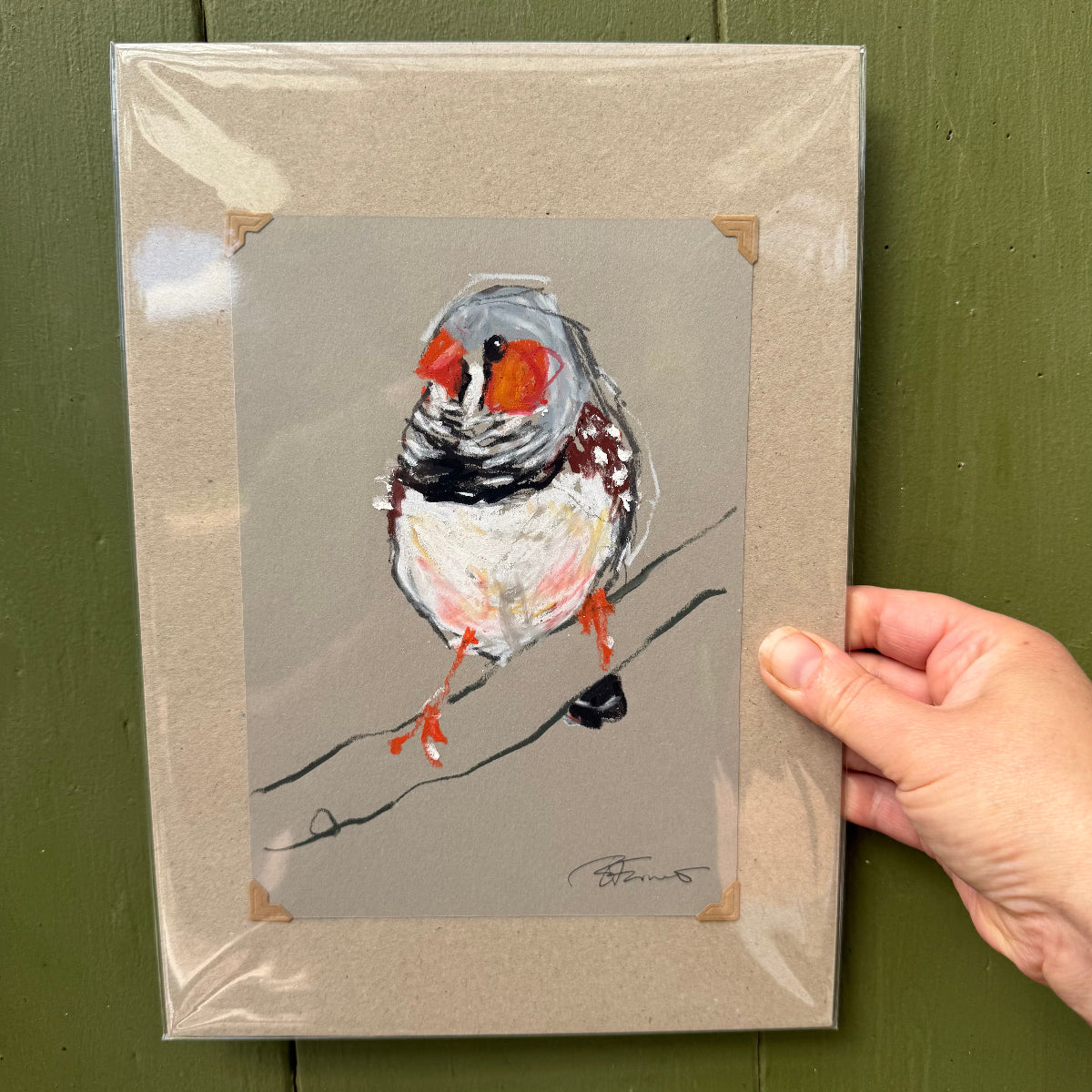 a male zebra finch drawn in oil pastel and graphite by Bridget Farmer