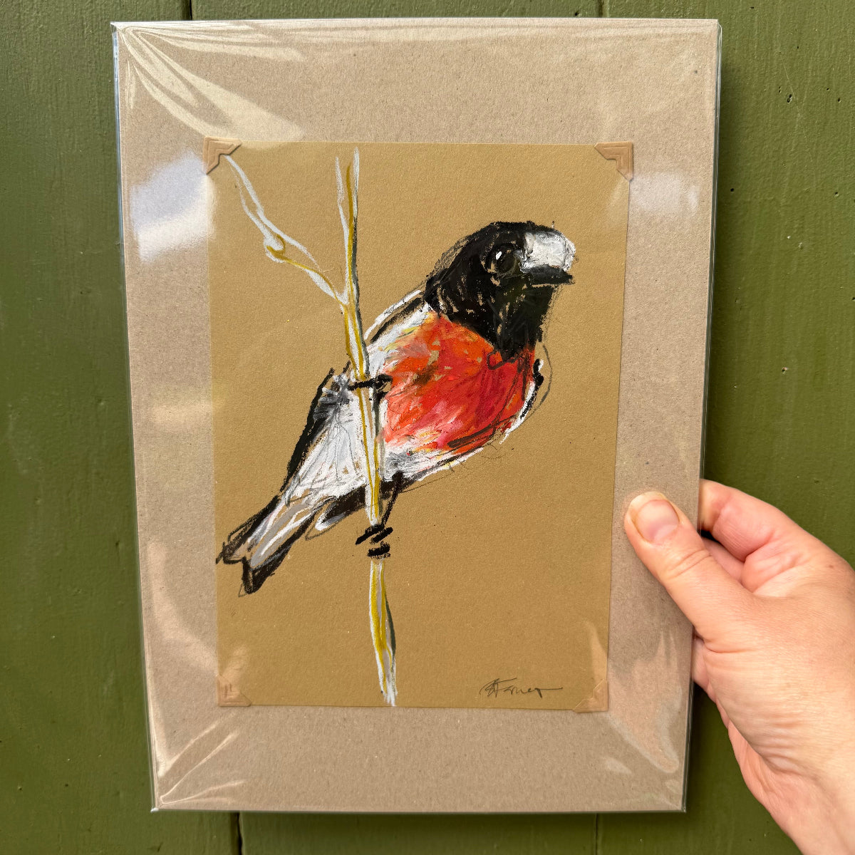 a scarlet robin drawn in oil pastel and graphite by Bridget Farmer