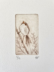 Original Etching - Purple-backed Fairywren