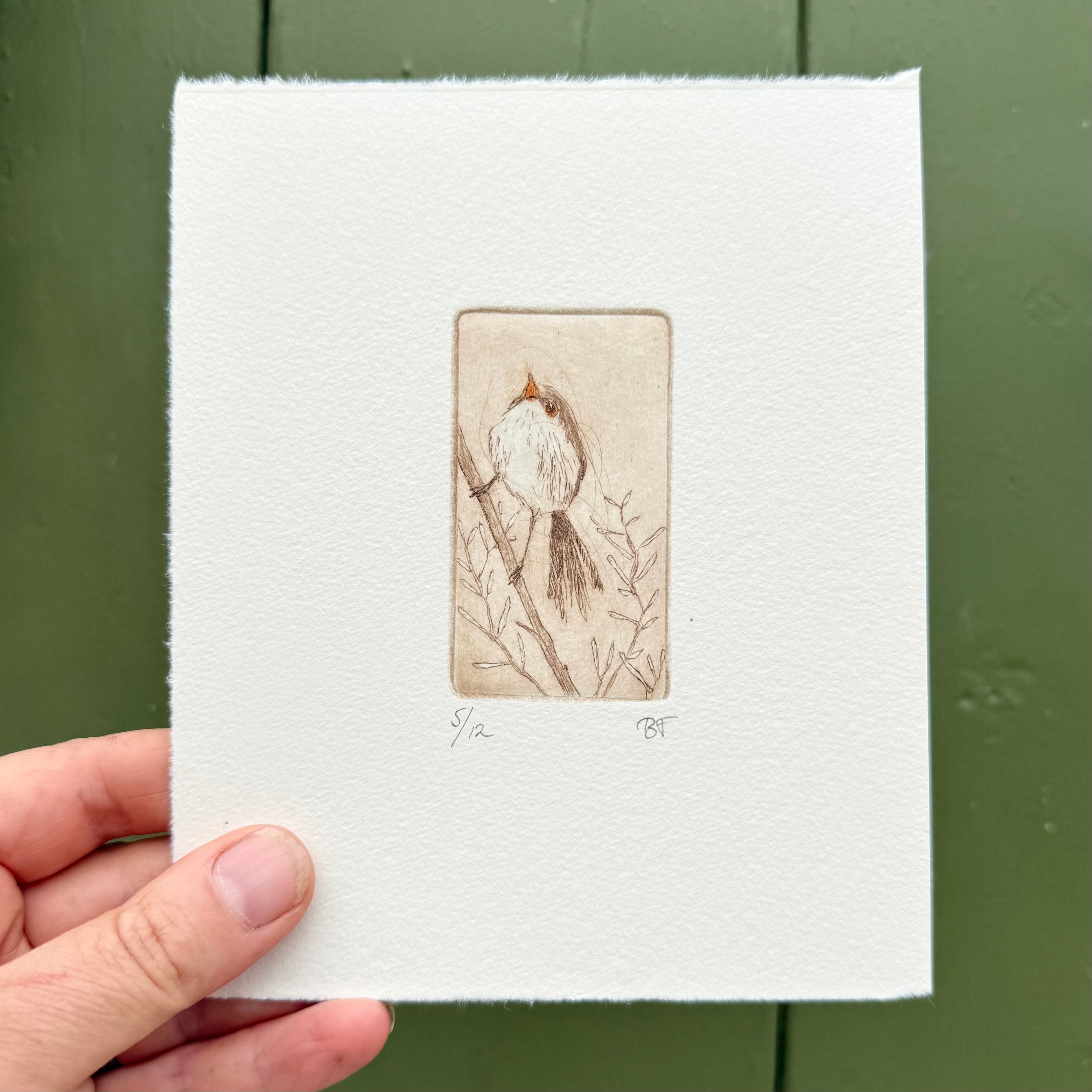 Original Etching - Purple-backed Fairywren