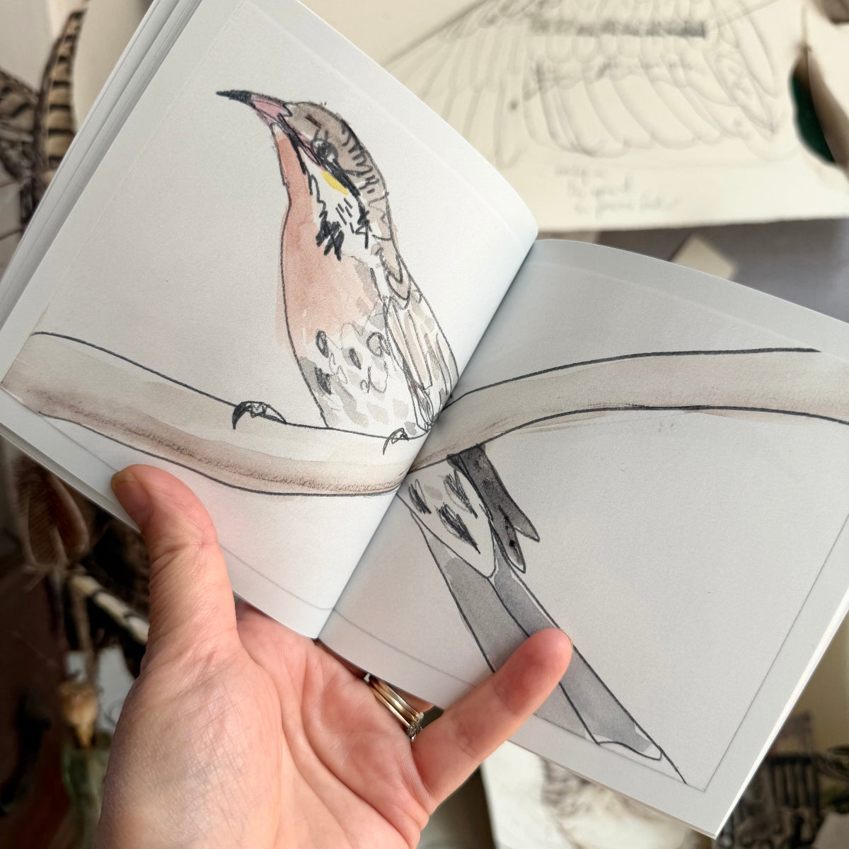 Hand holding a book open to pages with bird illustrations.