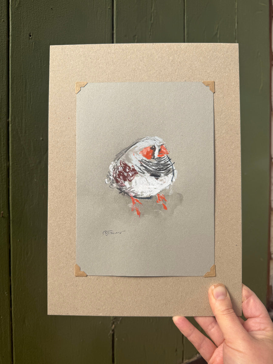 loose line original drawing of a zebra finch by Bridget Farmer