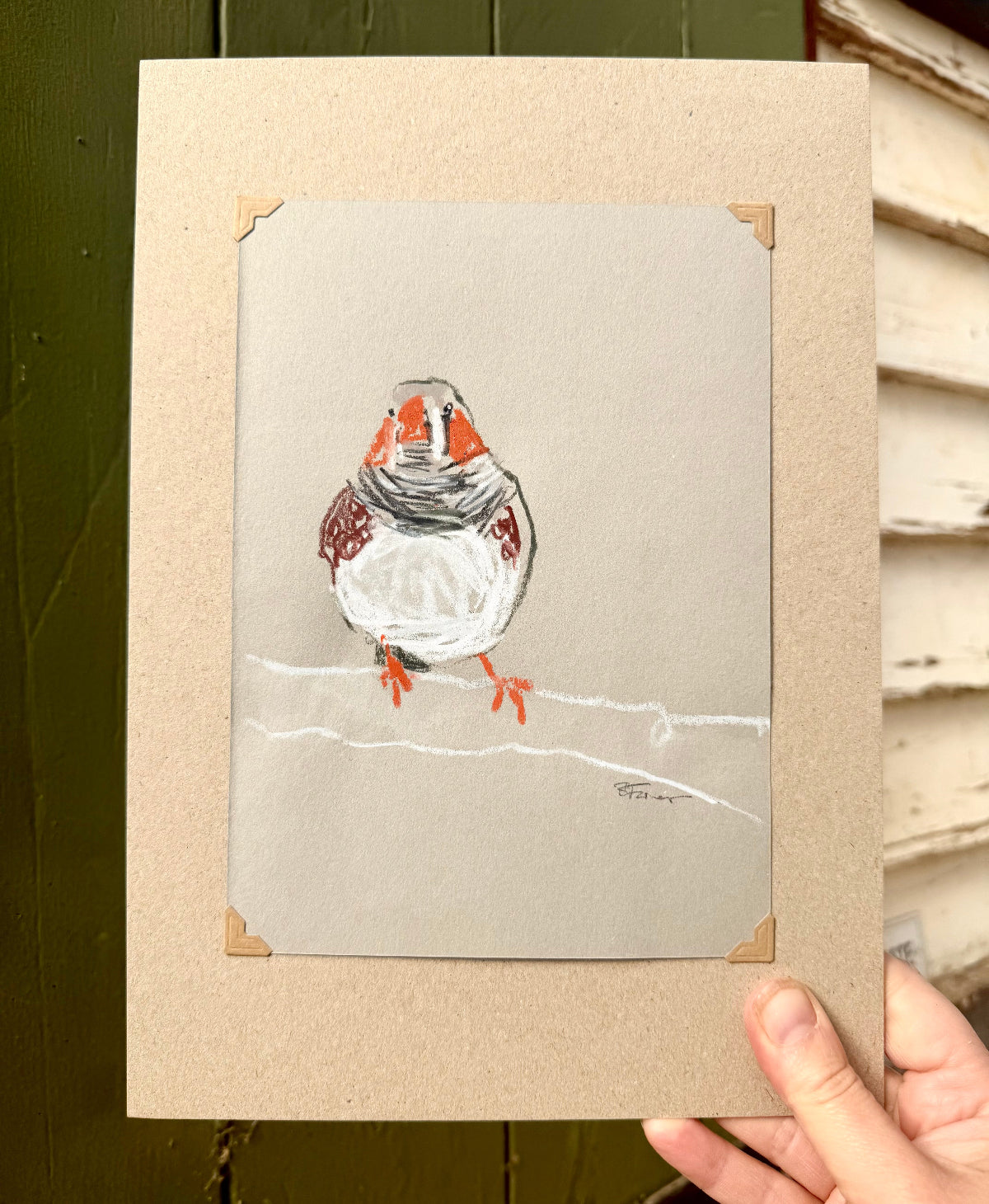 A loose line original drawing of a native Australian bird by Bridget Farmer