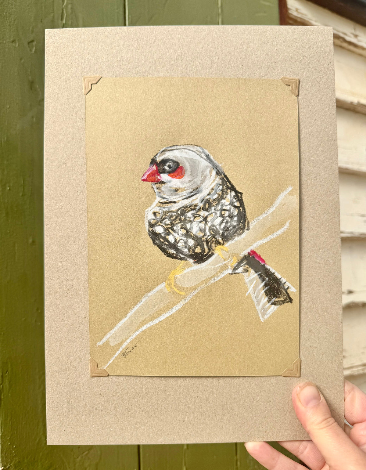 A loose line original drawing of a native Australian bird by Bridget Farmer