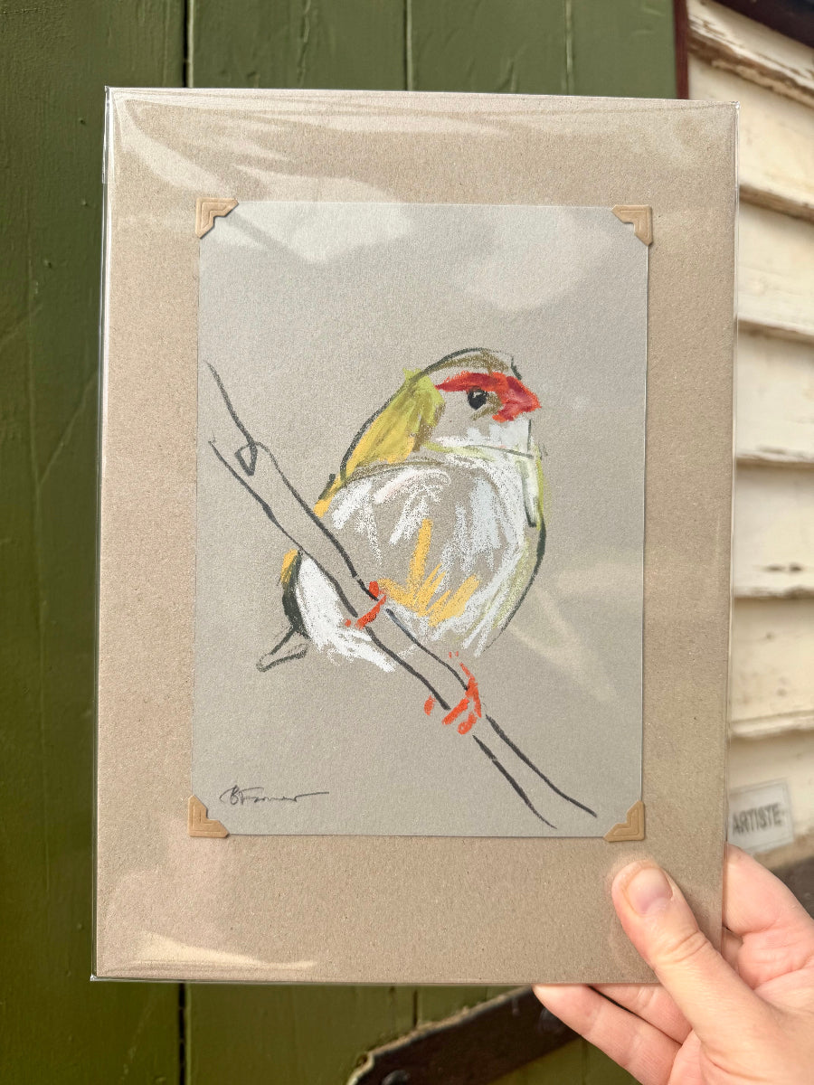 A loose line original drawing of a native Australian bird by Bridget Farmer