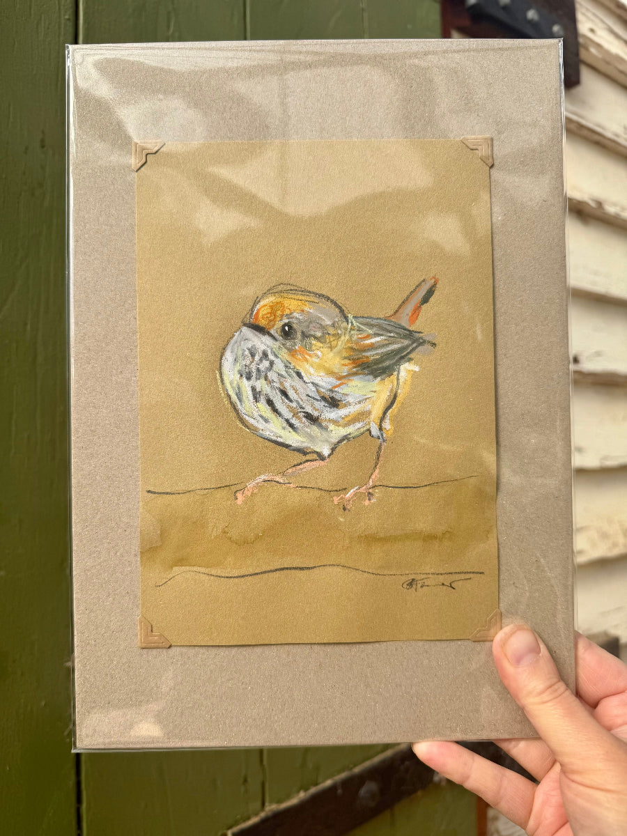 A loose line original drawing of a native Australian bird by Bridget Farmer