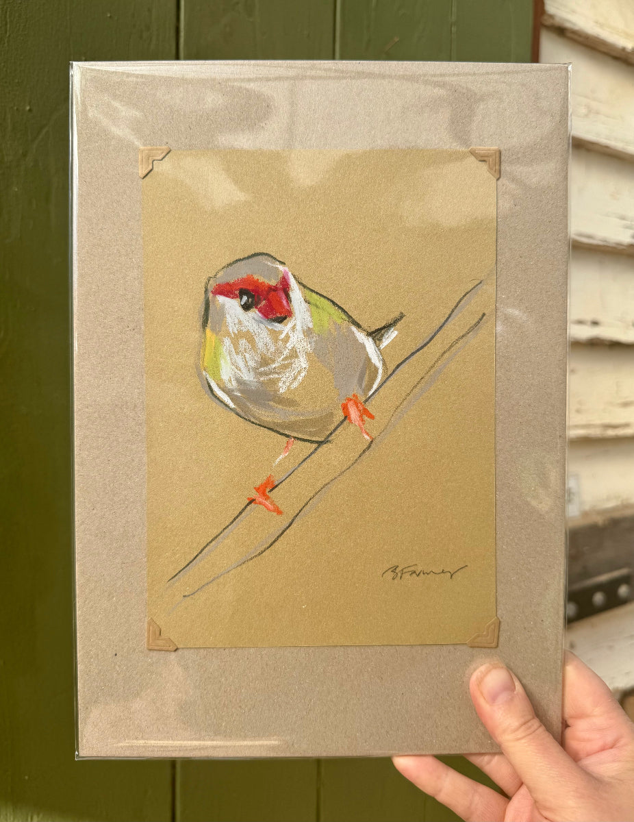 A loose line original drawing of a native Australian bird by Bridget Farmer