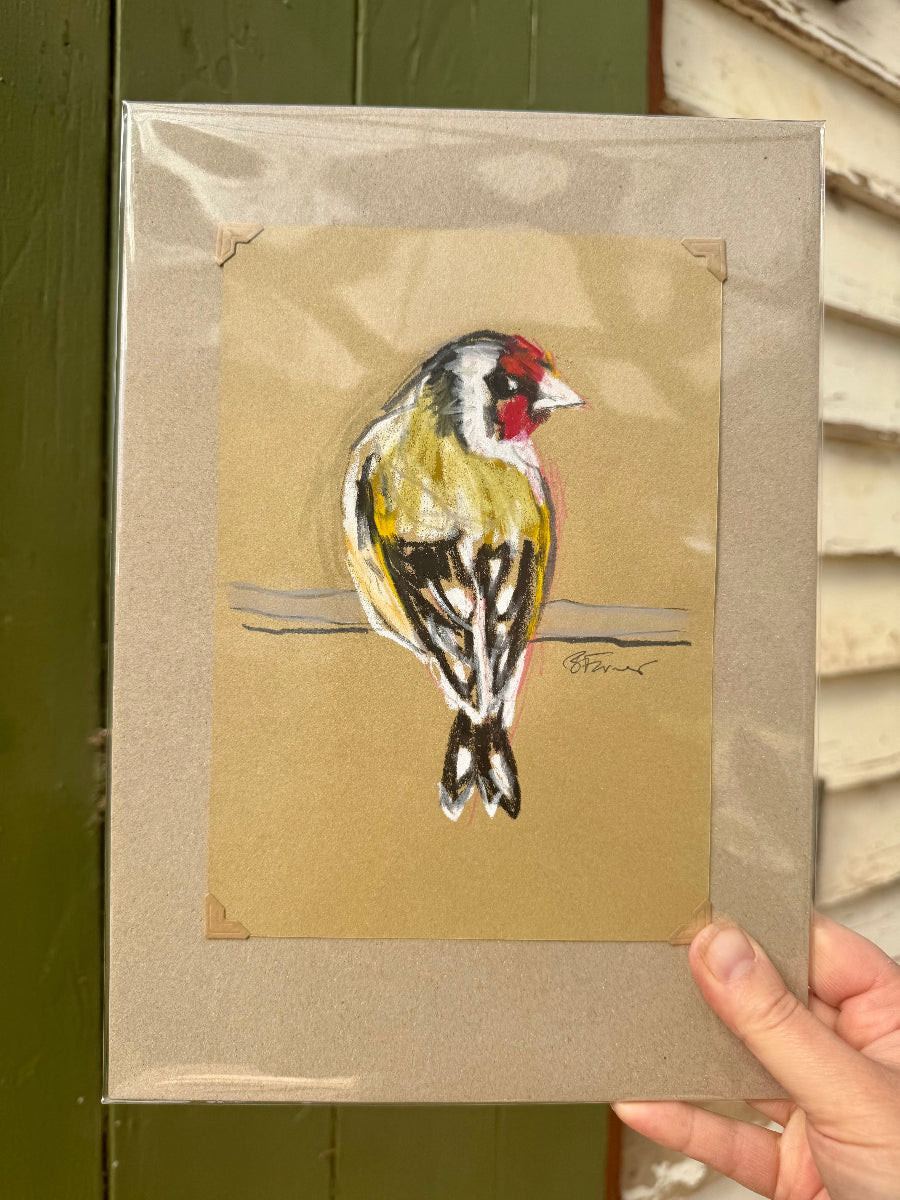 A loose line original drawing of a native Australian bird by Bridget Farmer