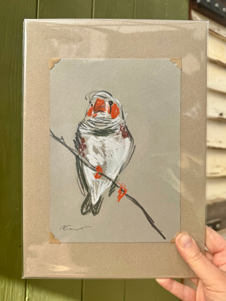 A loose line original drawing of a native Australian bird by Bridget Farmer