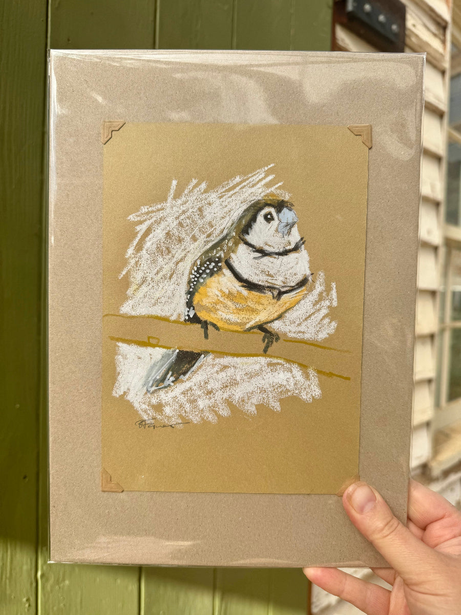 A loose line original drawing of a native Australian bird by Bridget Farmer