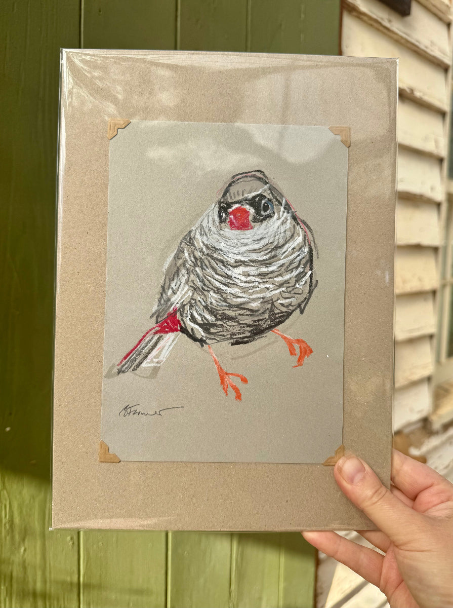 A loose line original drawing of a native Australian bird by Bridget Farmer