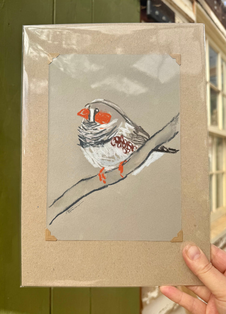 A loose line original drawing of a native Australian bird by Bridget Farmer