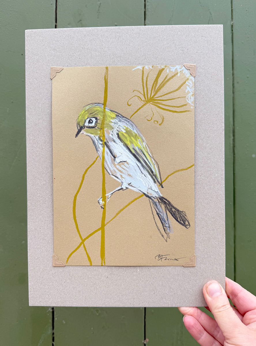 A loose line original drawing of a native Australian bird by Bridget Farmer