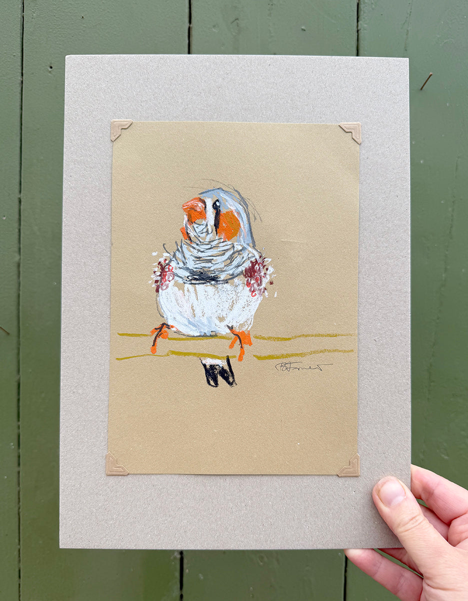 A loose line original drawing of a native Australian bird by Bridget Farmer