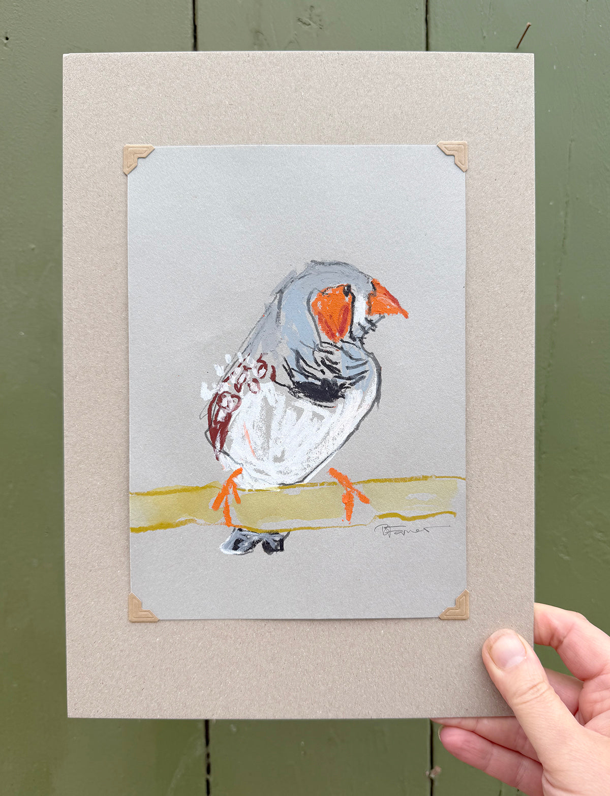 A loose line original drawing of a native Australian bird by Bridget Farmer