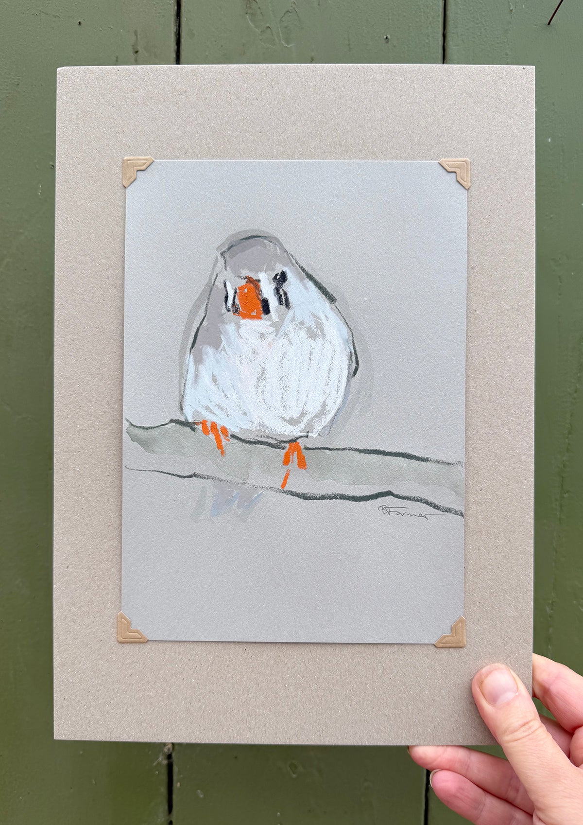 A loose line original drawing of a native Australian bird by Bridget Farmer