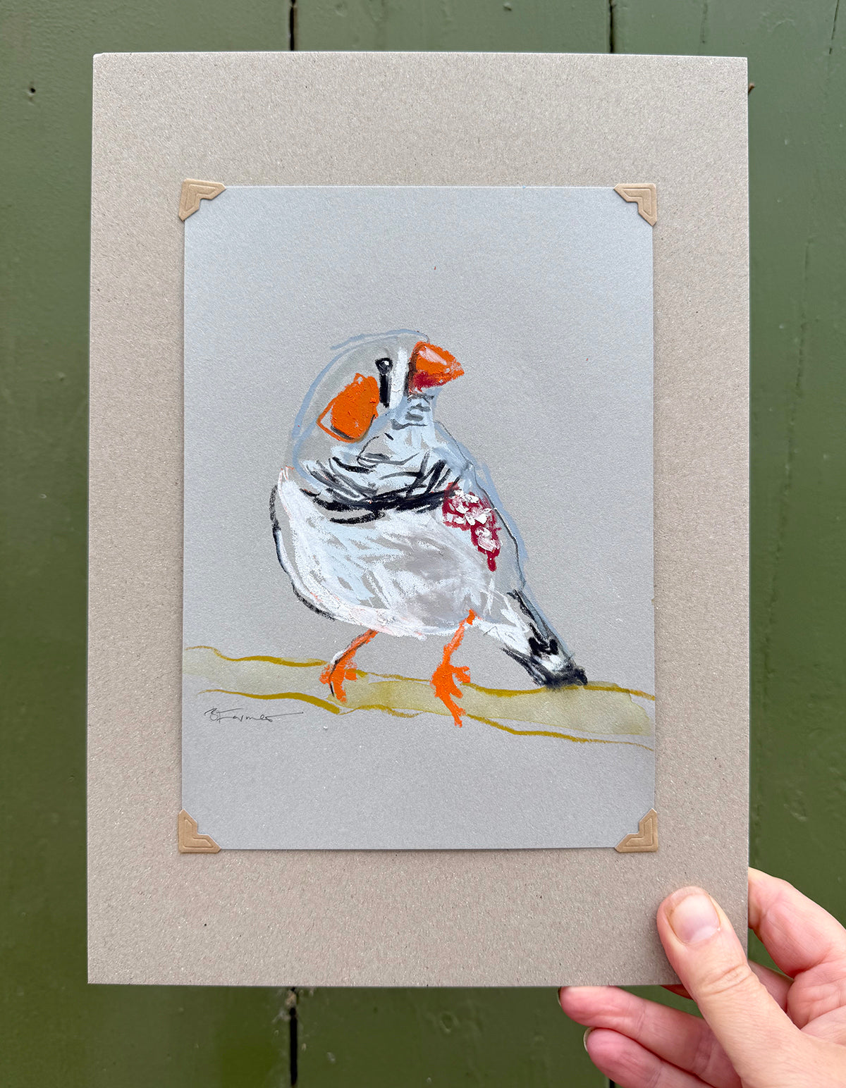A loose line original drawing of a native Australian bird by Bridget Farmer
