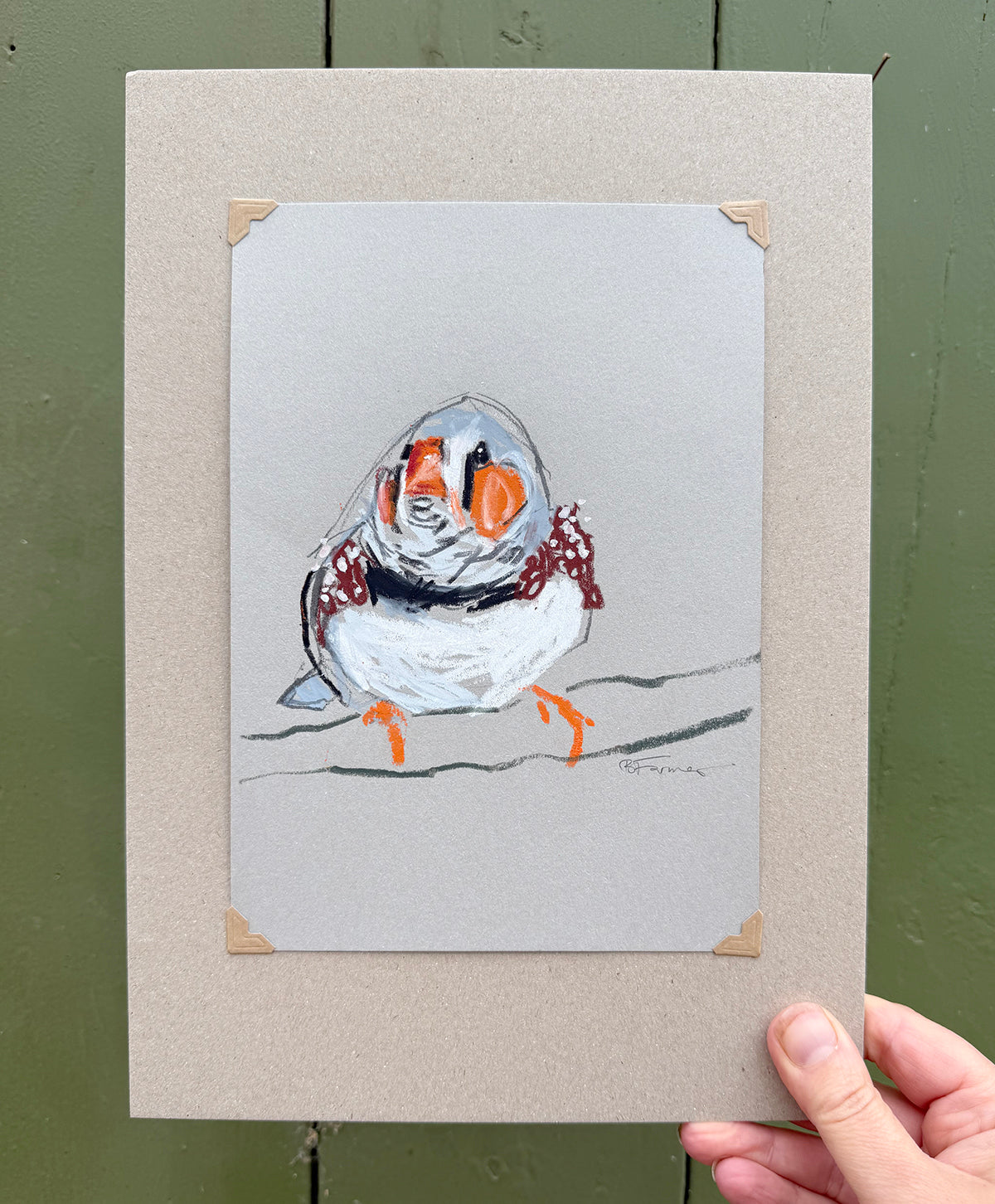 A loose line original drawing of a native Australian bird by Bridget Farmer