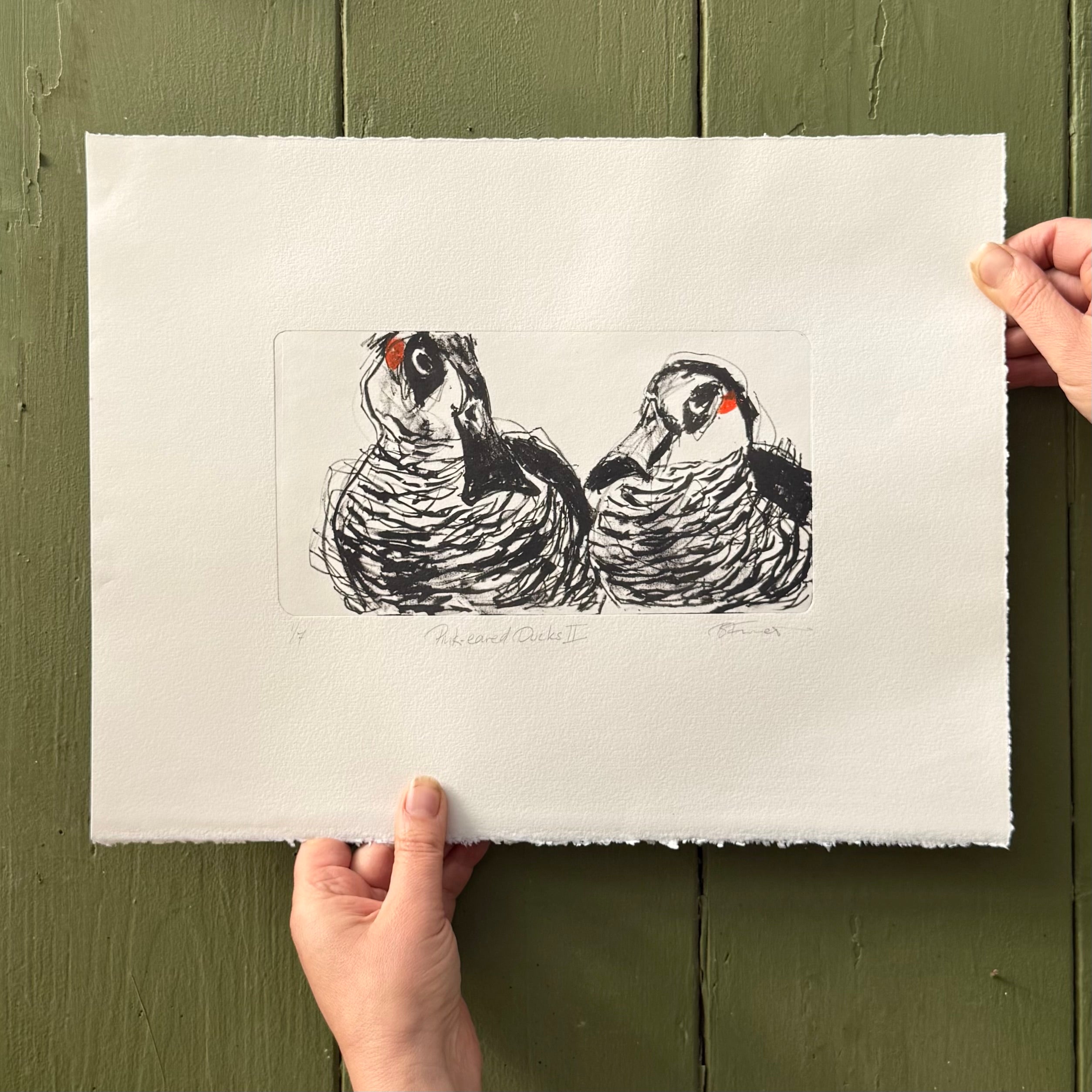 Lithograph - Pink-eared Ducks II