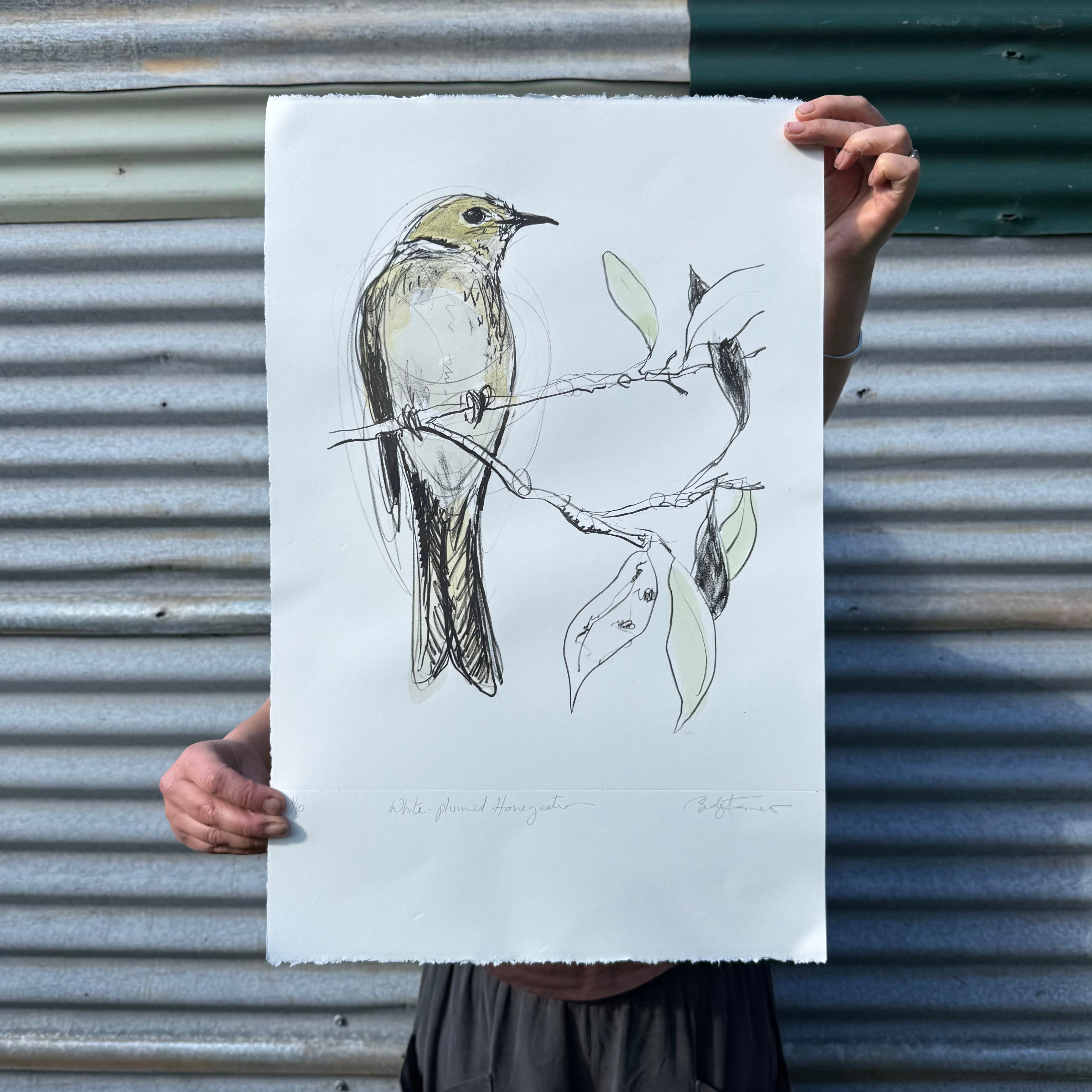 Lithograph - White-plumed Honeyeater