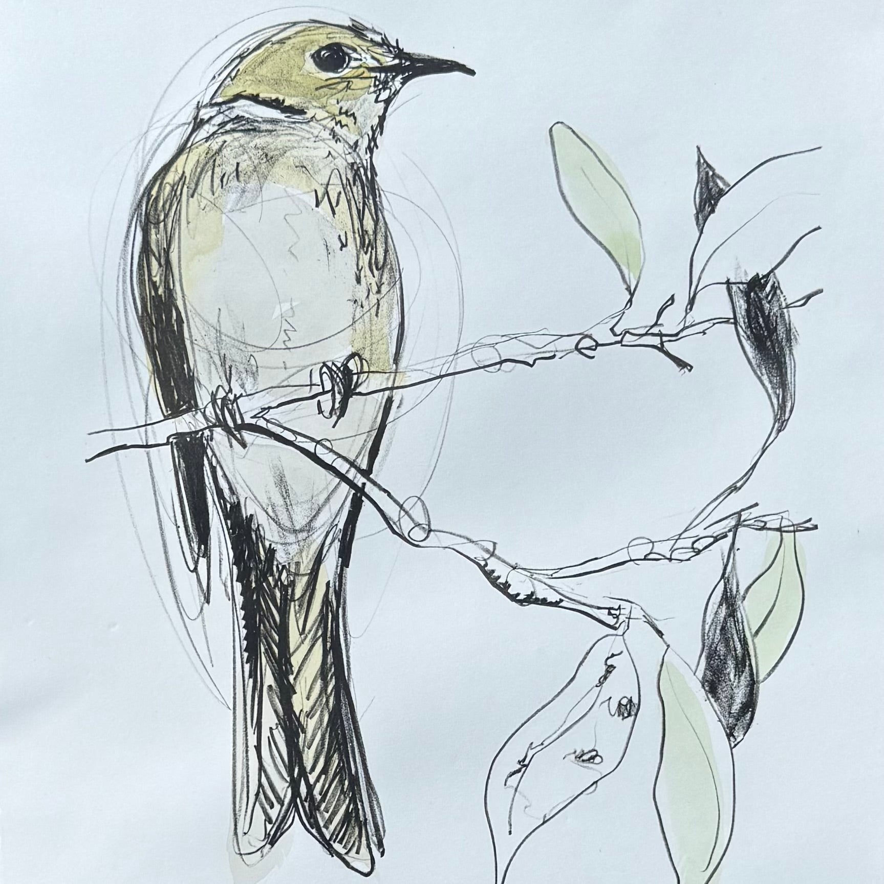 Lithograph - White-plumed Honeyeater