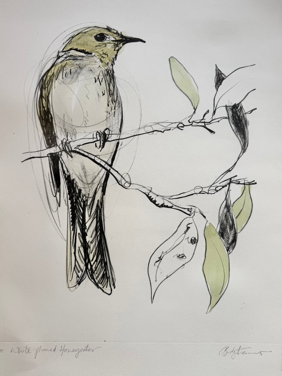 Lithograph - White-plumed Honeyeater