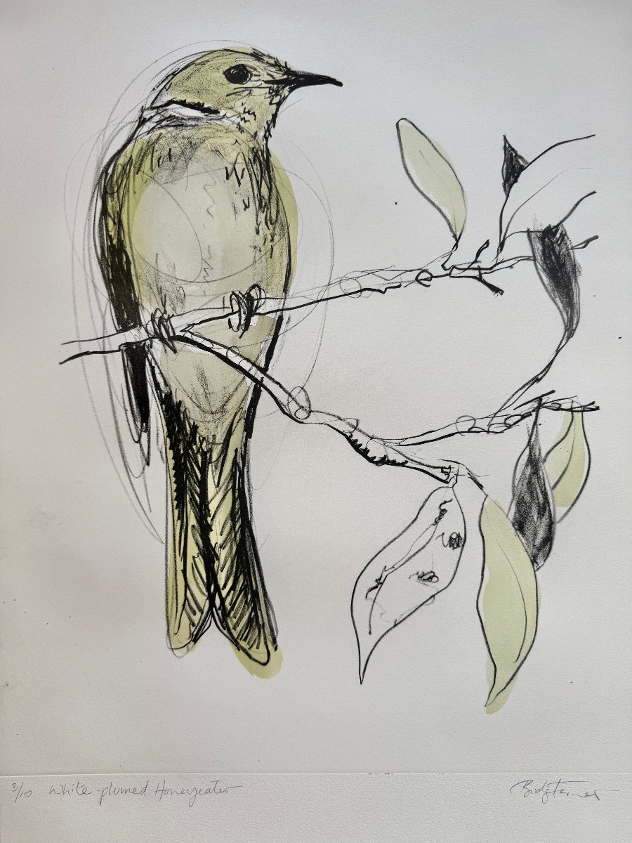 Lithograph - White-plumed Honeyeater