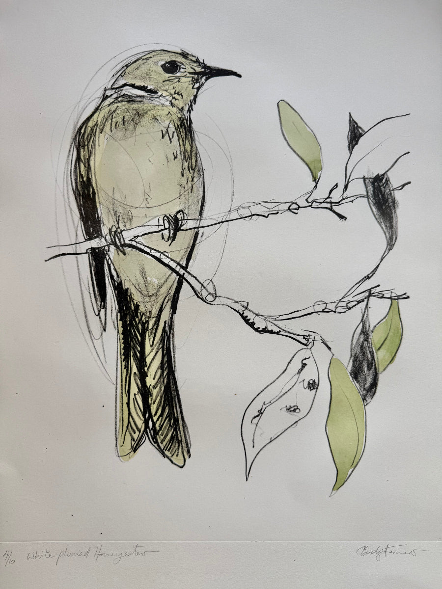 Lithograph - White-plumed Honeyeater
