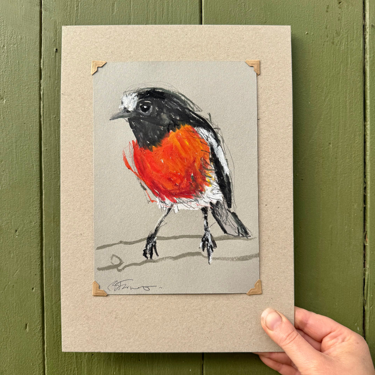 Male Scarlet Robin - A5 Original Drawing (D35)