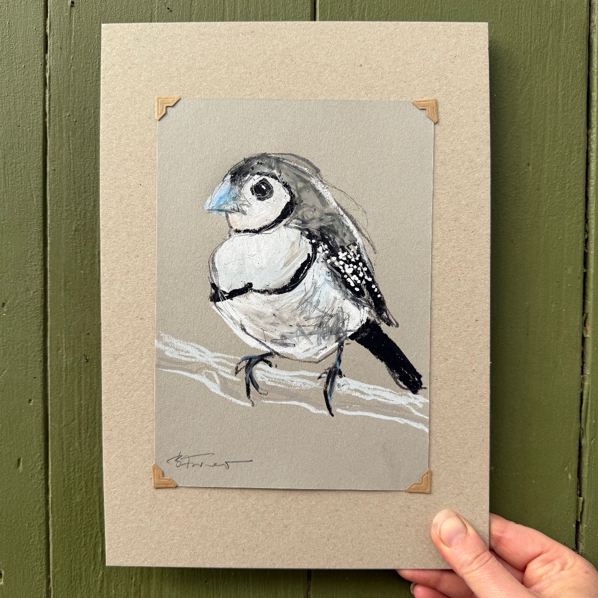 Double- Barred Finch - A5 Original Drawing (D37)