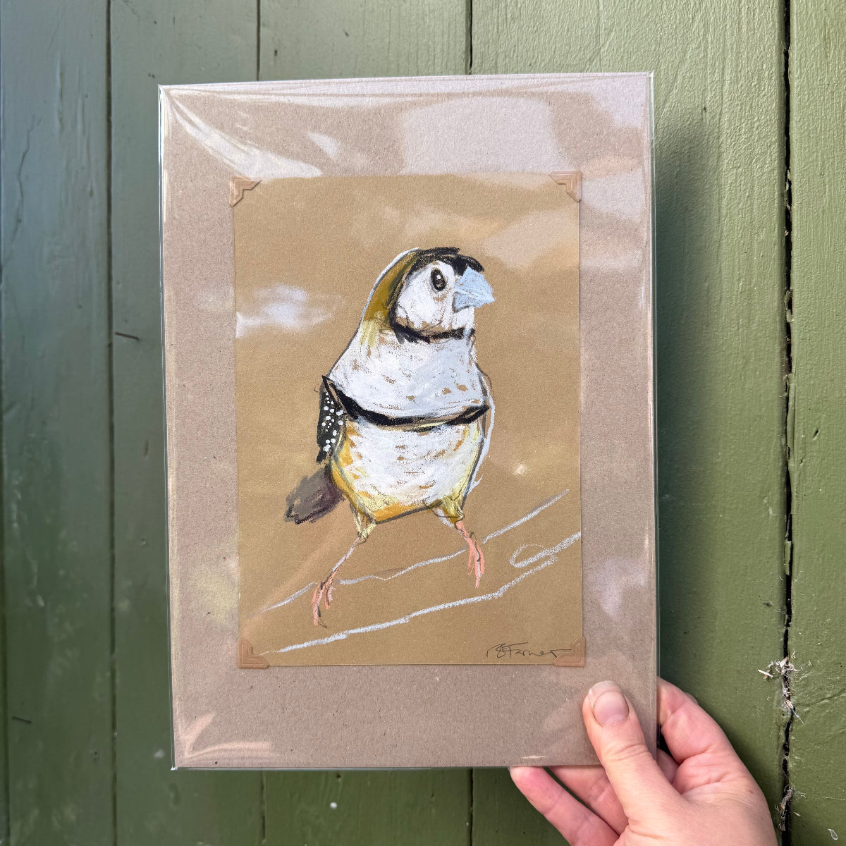 Double-barred Finch - A5 Original Drawing (D41)