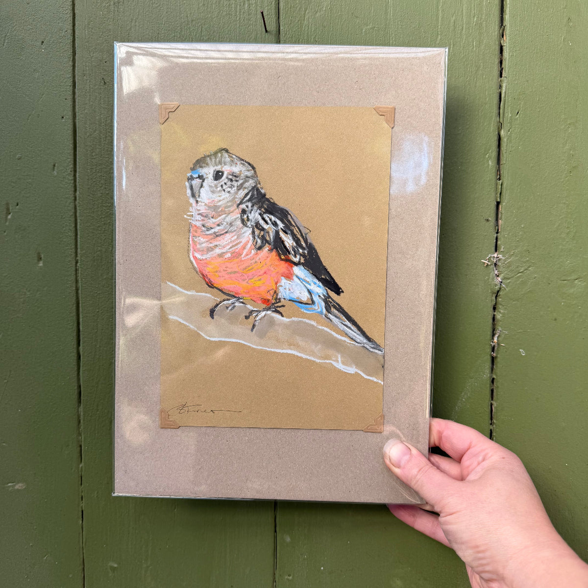 Bourke's Parrot - A5 Original Drawing (D44)