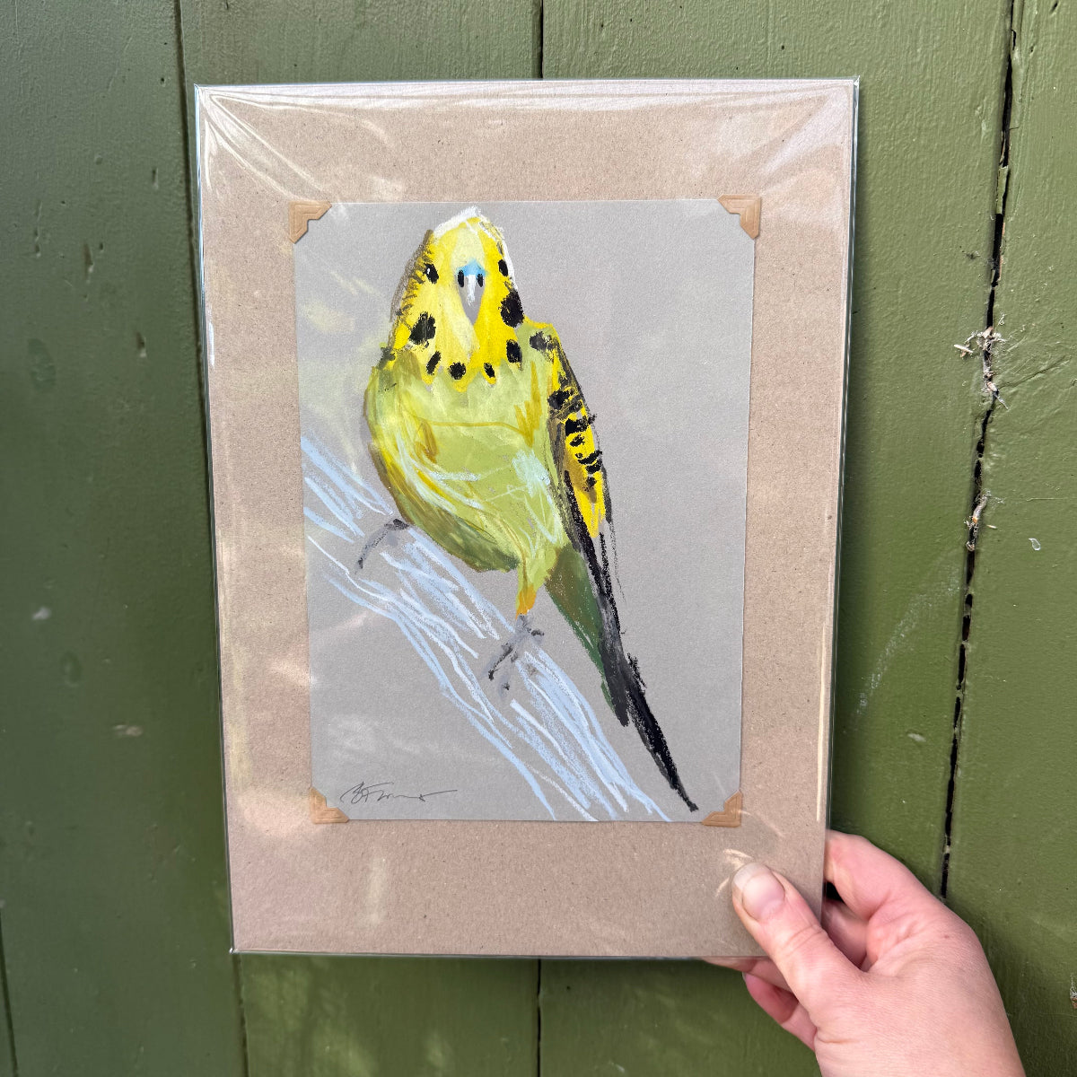 Budgerigar - A5 Original Drawing (D46)