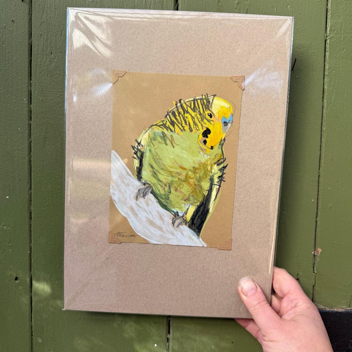 Budgerigar - A5 Original Drawing (D49)