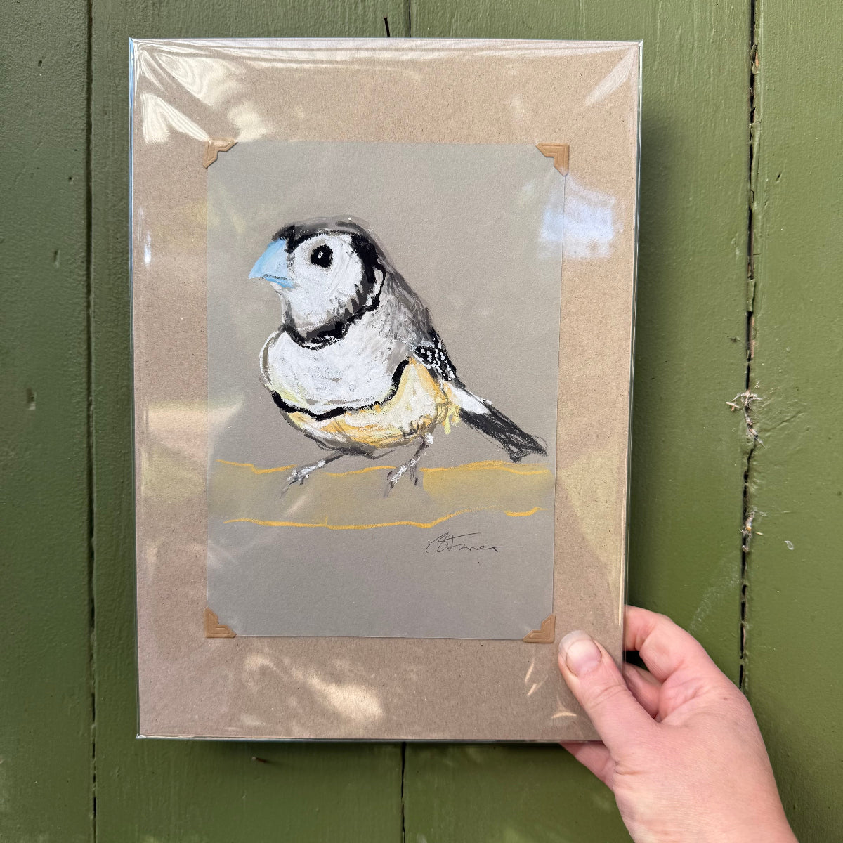 Double Barred Finch - A5 Original Drawing (D50)
