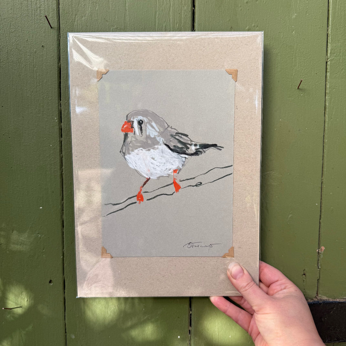 Female Zebra Finch - A5 Original Drawing (D52)
