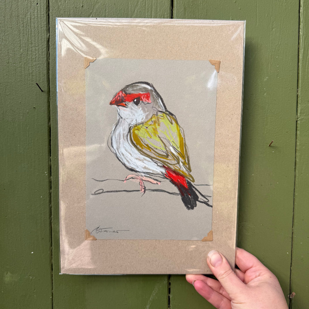 Red- Browed Finch - A5 Original Drawing (D54)
