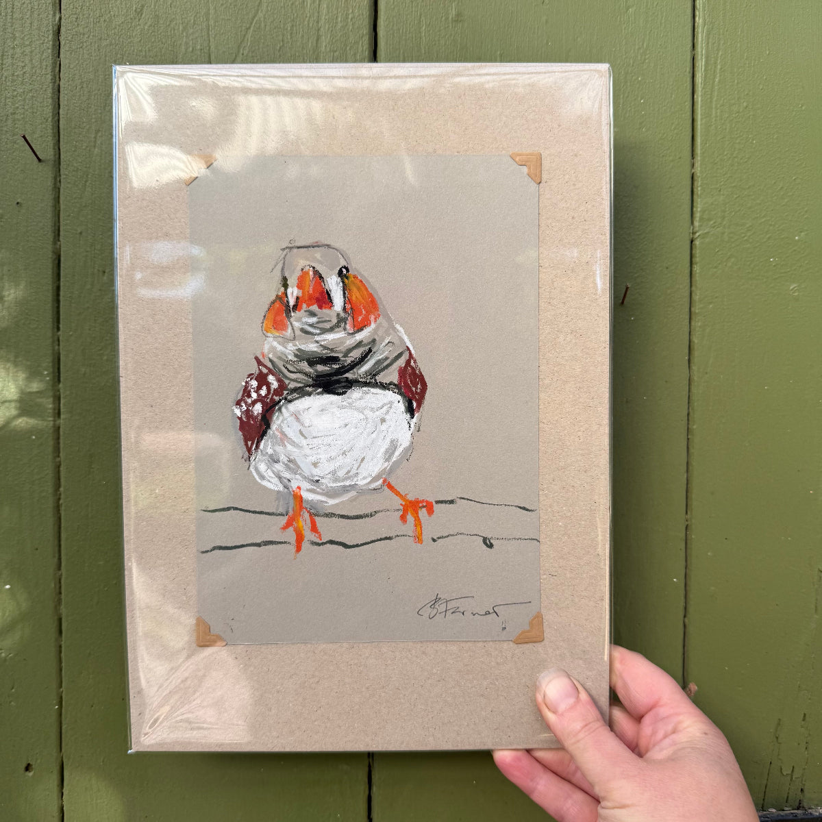 Male Zebra Finch - A5 Original Drawing (D60)