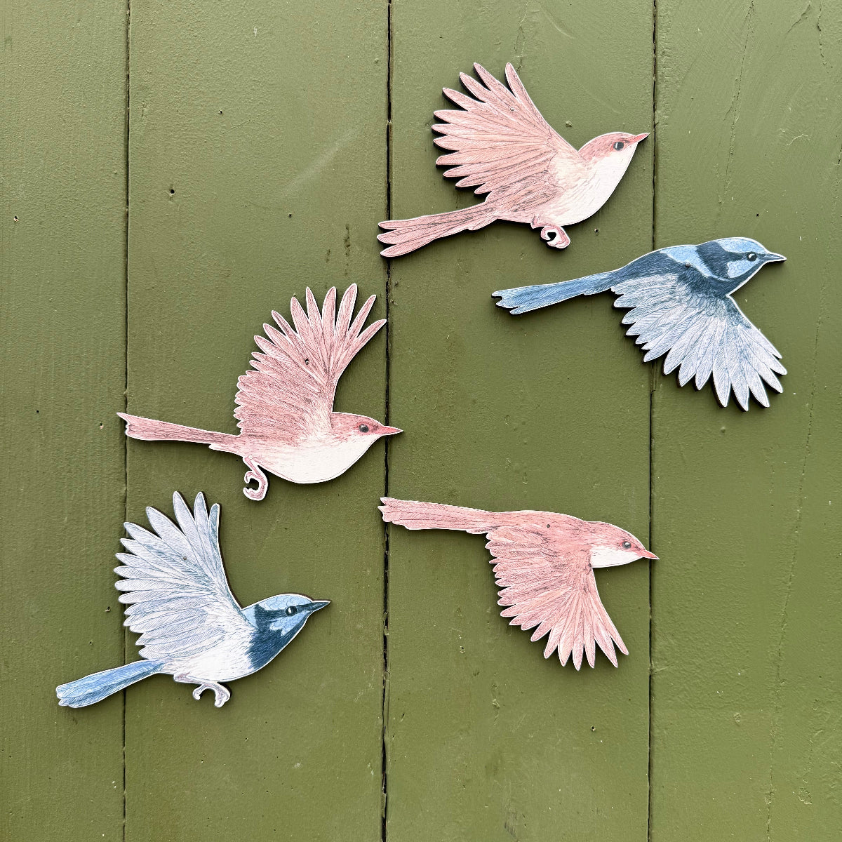 Five superb fairywren wall decorationsarranged on a painted olive green wooden surface.