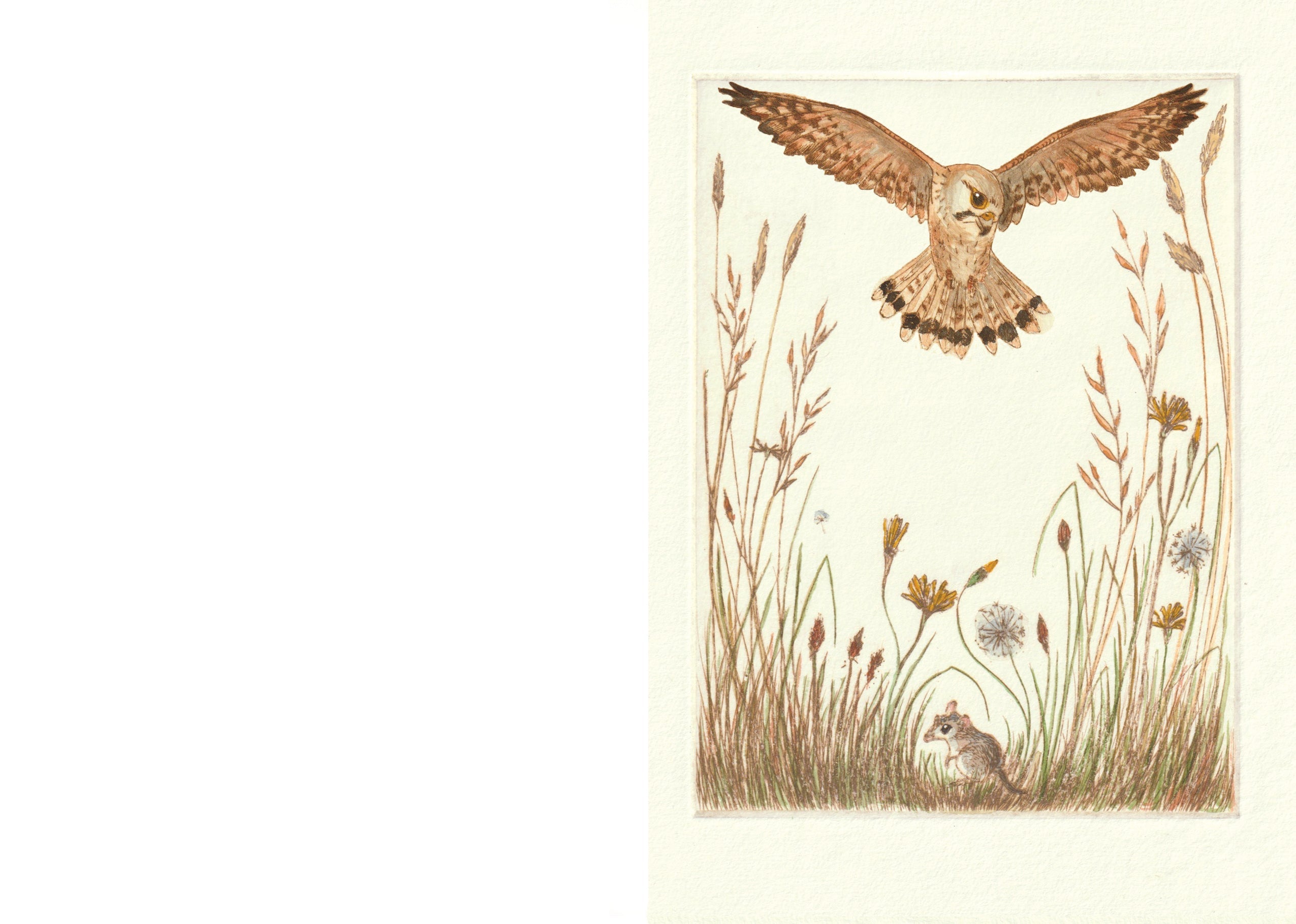 Nankeen Kestrel and Dunnart Greeting Card "I am a Magpie" Collection