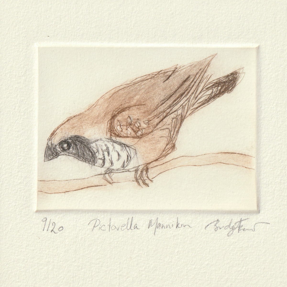 Original Etching - Pictorella Mannikin