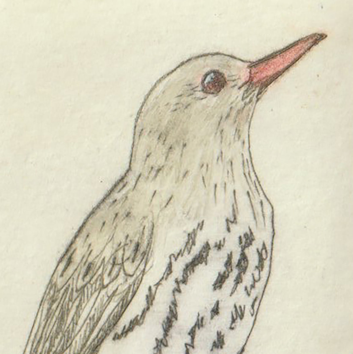 Original Etching - Olive-backed Oriole