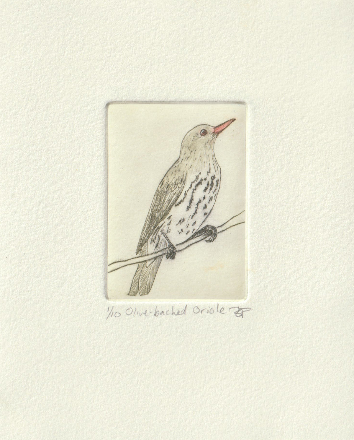 Original Etching - Olive-backed Oriole