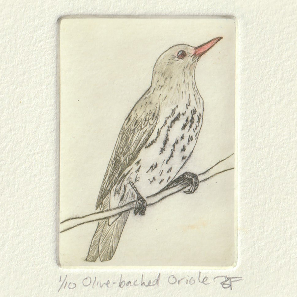 Original Etching - Olive-backed Oriole