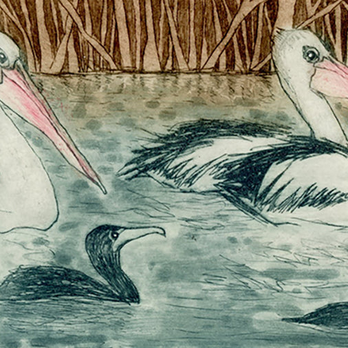 Illustration of pelicans and a cormorant in a water setting with reeds in the background.