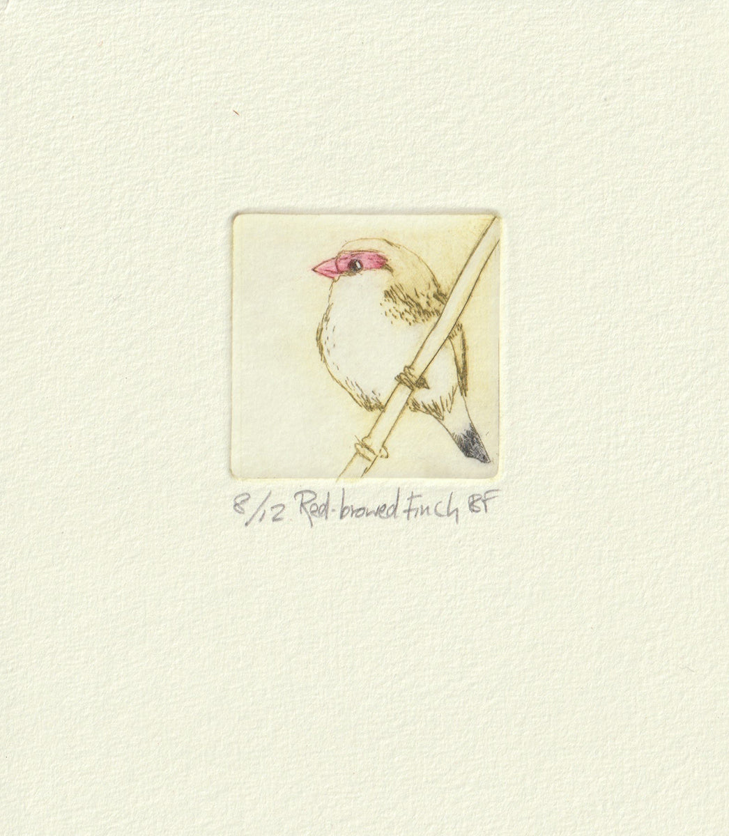 Original Etching - Red-browed Finch