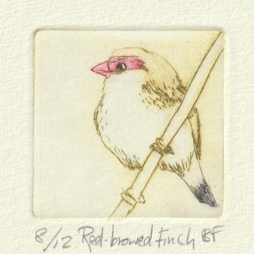 Original Etching - Red-browed Finch