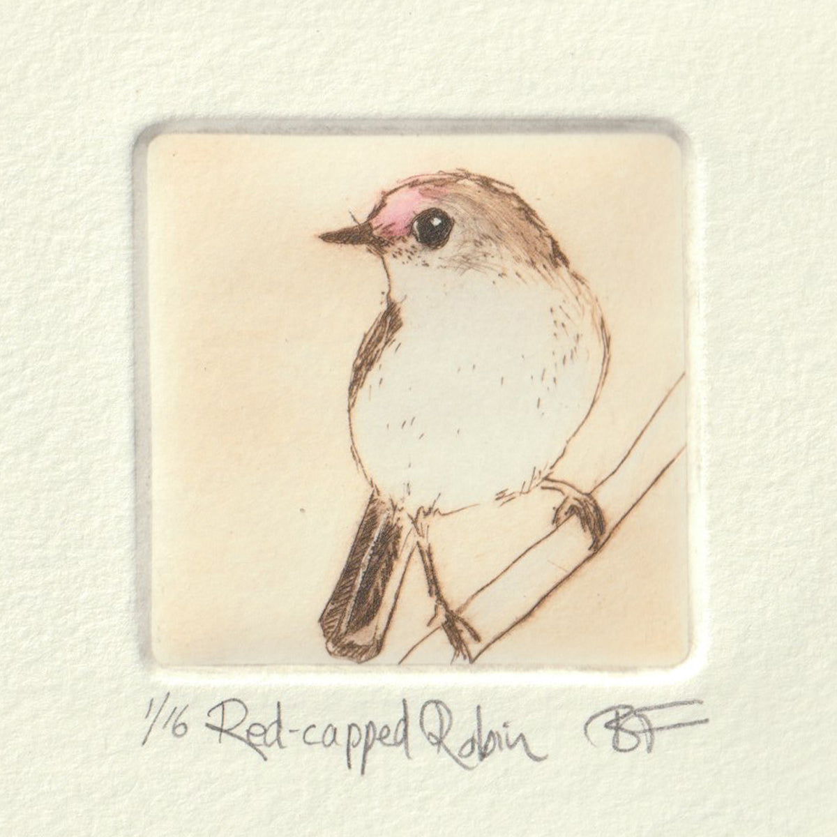Original Etching - Red-capped Robin